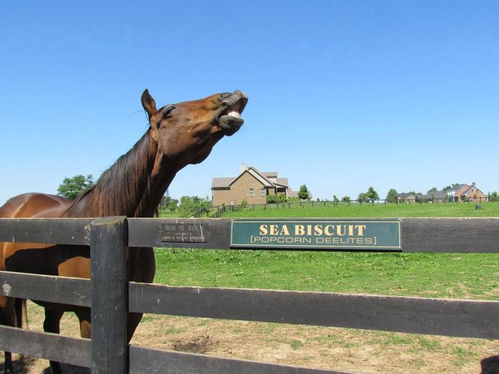 Popcorn Deelites - The Equestrian Movie Star